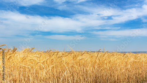 Wheat field and blue sky. Bright summer background with a field. Collection of ripe wheat. Panorama of the rural landscape. Beautiful sky with clouds. Midday heat. © Anna Pismenskova