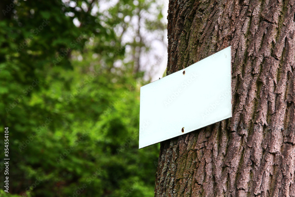 Closeup of a blank white sign board (table) attached by two rusty metal nails to the spruce tree with rough bark. Free space for your text or design to copy. Bark texture,green trees in the background