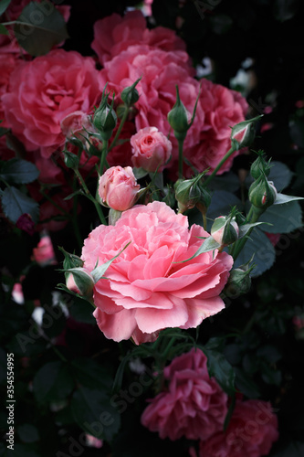 Pink roses. Background of blooming roses. garden of roses. Nature.
