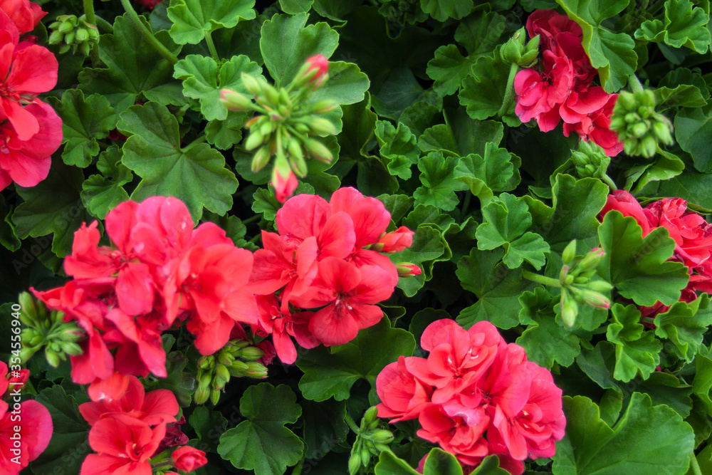 Beautiful blooming geranium.Great as a background Beautiful blooming geranium.Great as a background