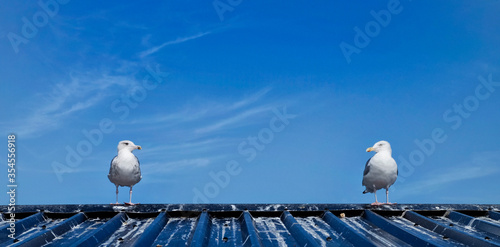 Two seagulls looking at each other on top of a fishing hut. Aldeburgh, Suffolk. UK photo