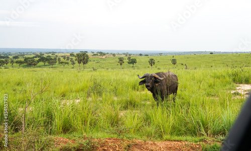 Water buffalo grazes in the wild safari green field at Murchison Falls National Park in Uganda, Easter Central Africa