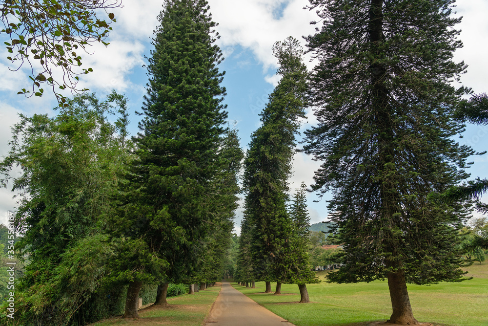 Green fir-trees in Peradeniya Royal Botanical Gardens, Kandy, Sri Lanka.