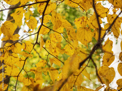Yellow leafs on a branch in a park, abstract fall background.