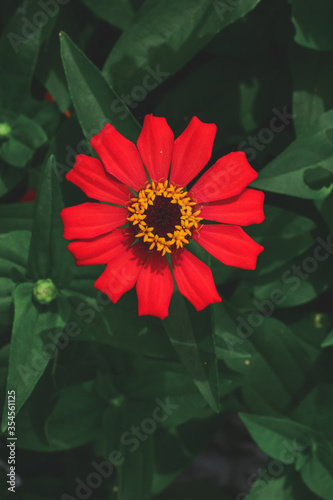 red dahlia flower