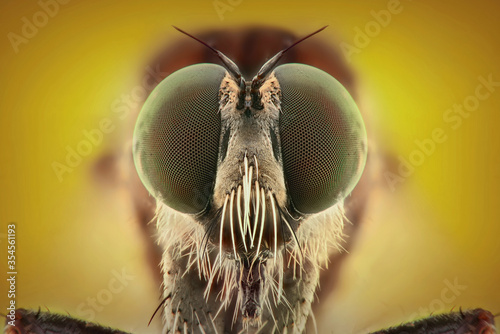 Robber fly  face extreme close up © Dwi