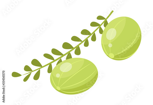 Two indian gooseberries and branch with leaves. Green small berries called amla isolated on white background. Edible product used in cooking, ingredient of meal. Vector illustration in flat style