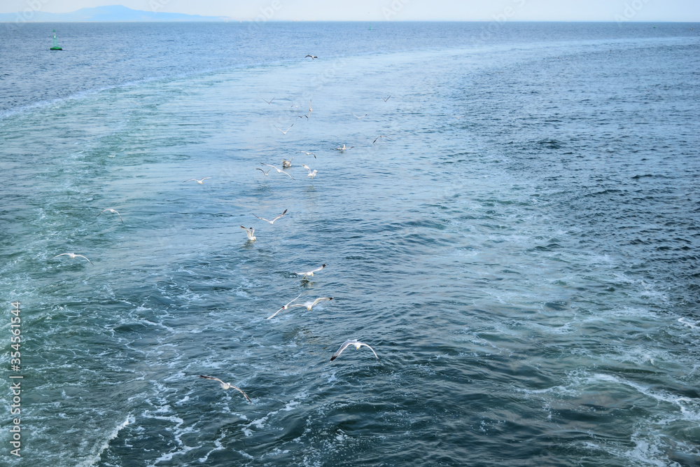 seagulls in flight on the sea. Greece, Aegean sea