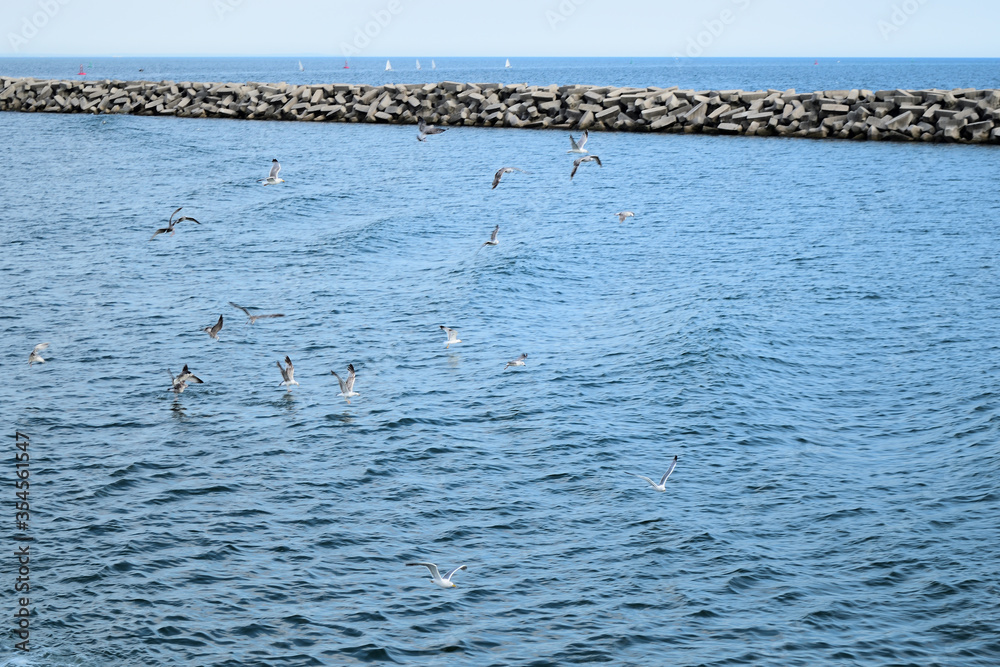 seagulls in flight at Alexandroupolis, Greece, Aegean sea