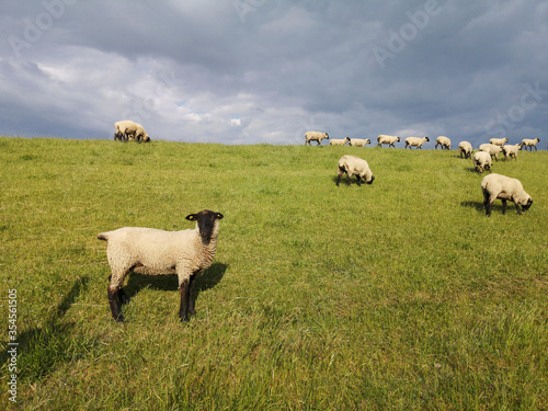 Quadro em tela sheep on the dike close to Varel sluice