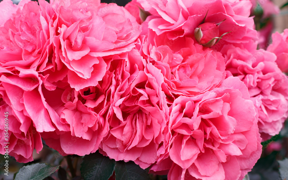 Pink roses. Background of blooming roses. garden of roses. Nature. Pink roses. Background of blooming roses. garden of roses. Nature.