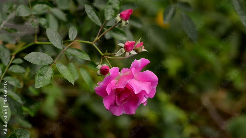 beautiful pink rose in a garden beautiful pink rose in a garden