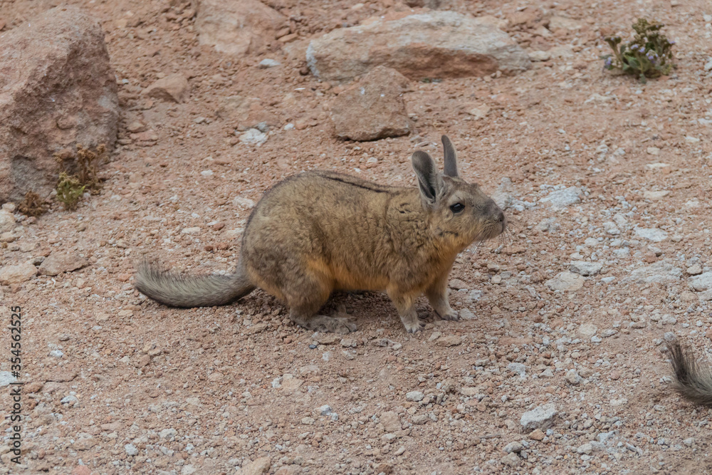 Rabbit animal in Bolivia. Viscacha breed. Cute, furry, brown bunny, with  ears and long tail. Found in Salar de Uyuni, South America. Looks like a  squirrel. Wildlife, holiday, vacation concepts. Stock Photo |