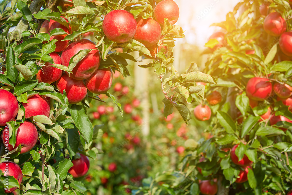 Fototapeta premium Juicy red apples hanging on the branch in the apple orchrad during autumn.
