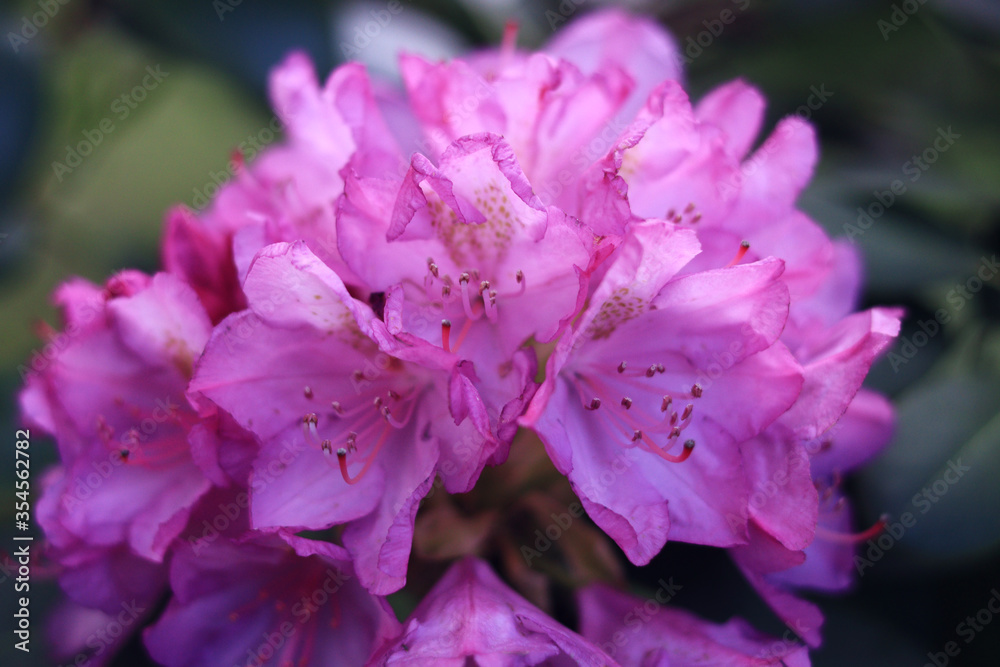 close up of a pink flower