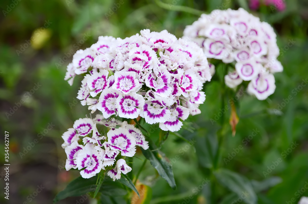 Carnation garden, flower in the garden (Dianthus barbatus) Carnation garden, flower in the garden (Dianthus barbatus)