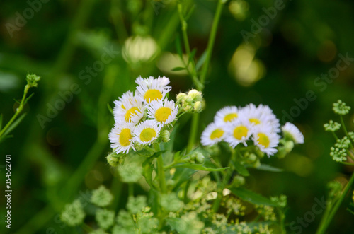Wild camomiles  on the nature