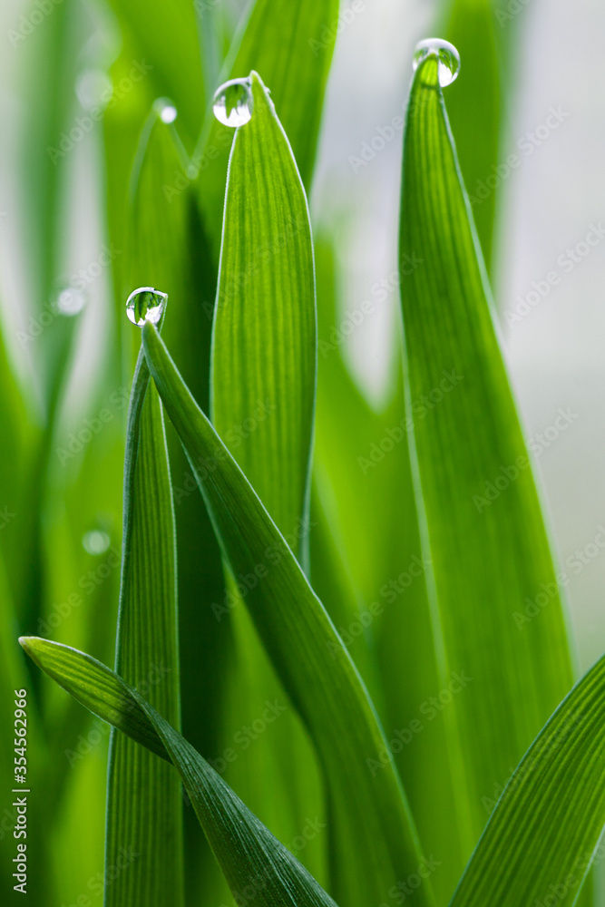 Beautiful drops of water dew on fresh green grass, delicate meadow macro scene of nature purity, harmony and elegance, summer artistic vertical background in soft sunlight Beautiful drops of water dew on fresh green grass, delicate meadow macro scene of nature purity, harmony and elegance, summer artistic vertical background in soft sunlight