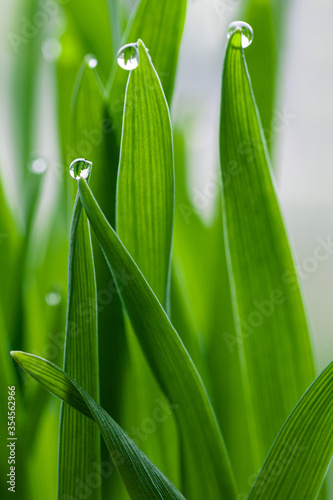 Beautiful drops of water dew on fresh green grass  delicate meadow macro scene of nature purity  harmony and elegance  summer artistic vertical background in soft sunlight