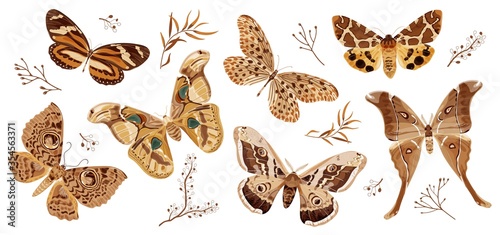 A collection of butterflies and moths painted in brown. The moth is a mystical symbol and talisman. Stock vector illustration isolated on white background.