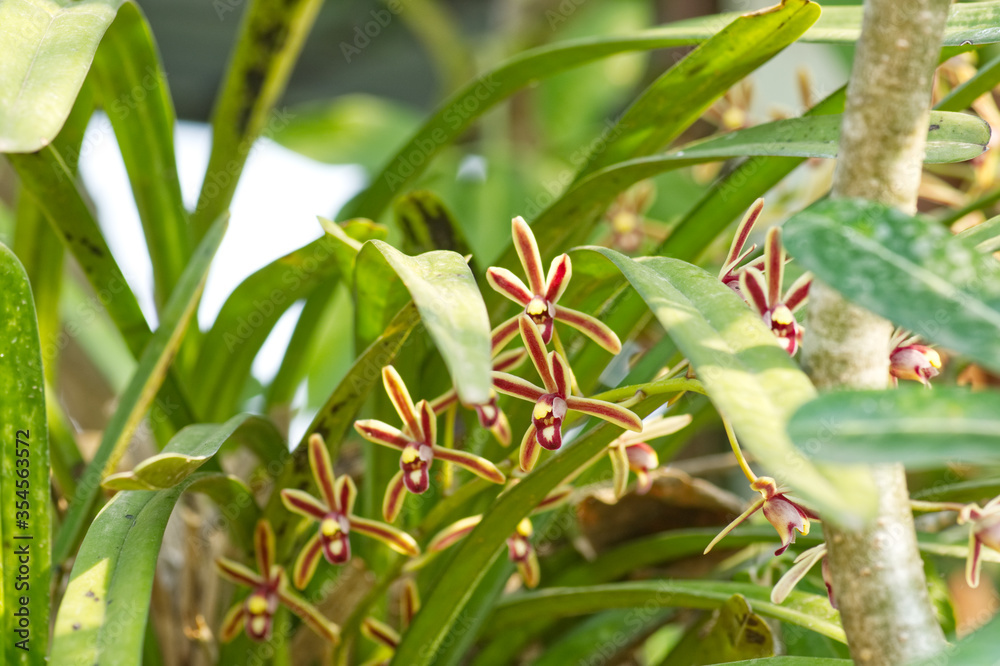Five-pointed orchid flowers on tree in garden Five-pointed orchid flowers on tree in garden