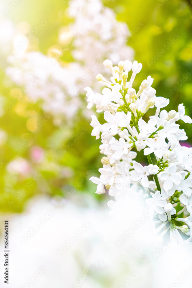White lilac flowers on bokeh green background. Spring wallpaper. White blossom flowers. Summer sunny day