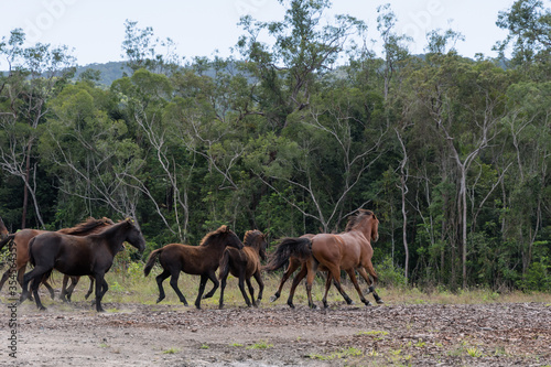 Wild Brumbies  horses  run in a pack through bushfire affected cleared scrubland.  