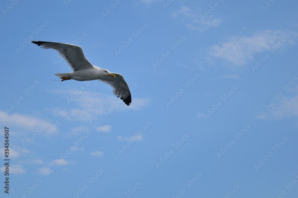 Single seagull in flight at Alexandroupolis, Greece, Aegean sea Single seagull in flight at Alexandroupolis, Greece, Aegean sea