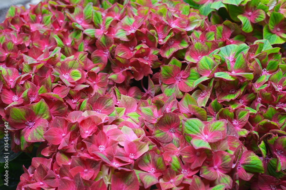 pink hydrangea flowers in garden