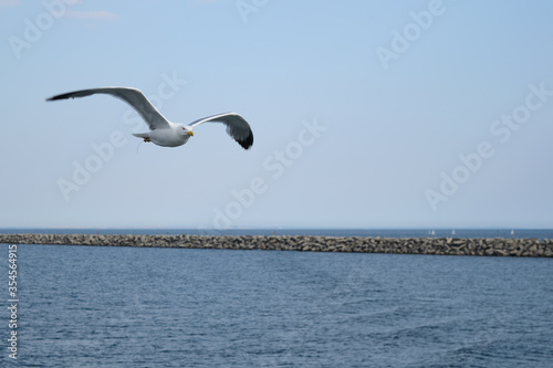 Single seagull in flight at Alexandroupolis, Greece, Aegean sea