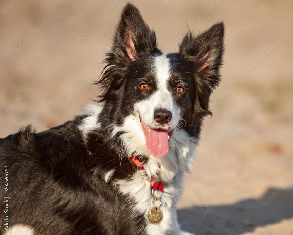 A Border Collie contented black and white dog with a medallion around his neck looks very closely at the viewer in the bright rays of the setting sun in nature. Horizontal orientation.