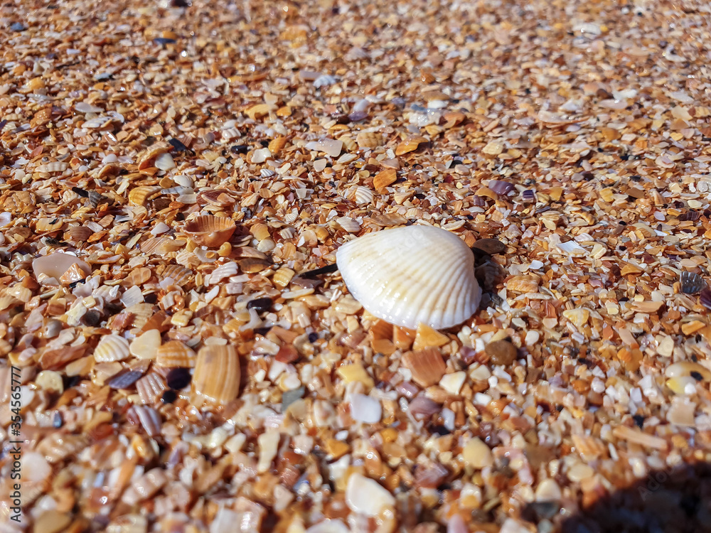 Pectinidae. A warm summer morning on the coast of the Azov sea, Krasnodar region. Pectinidae. A warm summer morning on the coast of the Azov sea, Krasnodar region.