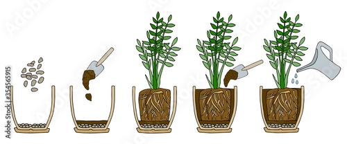 Transplanting potted flower steps. Vector instruction. How to repot a zamioculcas plant. Hand drawn cutaway colored scheme illustration. Gardening concept. Flower pot, drainage, potting soil, watering
