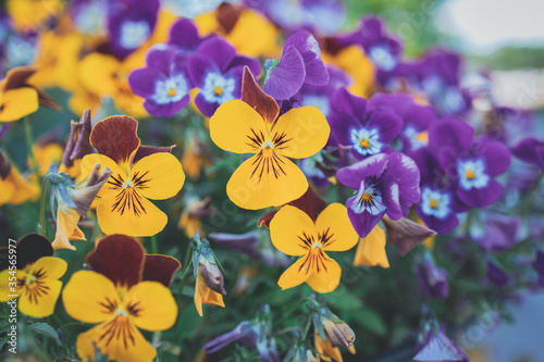  background with spring colored pansies in close-up