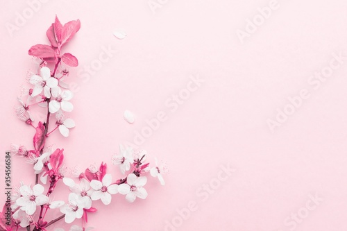Fototapeta Naklejka Na Ścianę i Meble -  Sakura background with flower blossom and April floral nature on pink. Beautiful scene with blooming tree. Easter Sunny day. Orchard abstract blurred background. Springtime.