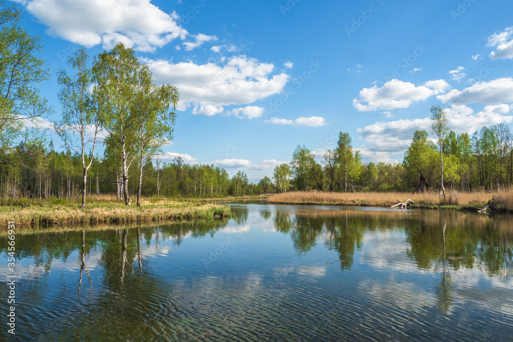 Beautiful Russian landscape with birches by the pond