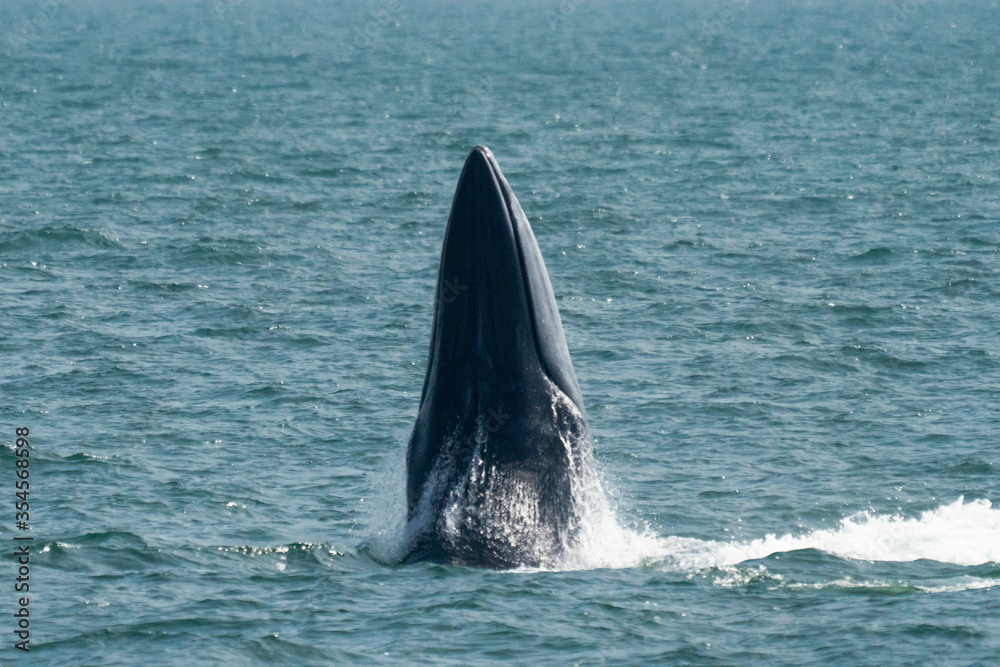 Fototapeta premium Bruda whales in the Gulf of Thailand
