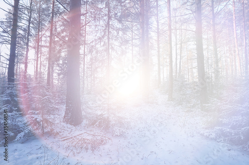 background sunny glare forest winter abstract background © kichigin19