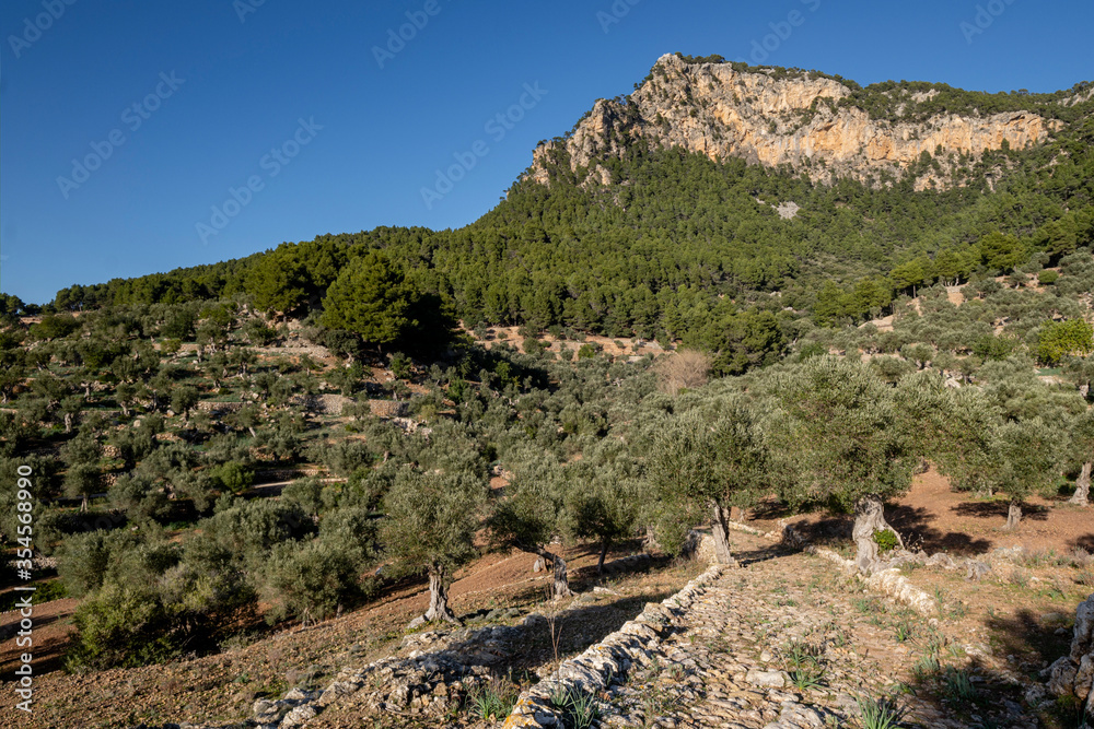 camino empedrado del olivar de Son Moragues, antiguo camino de carro al Port de Valldemossa, Valldemossa, Mallorca, Balearic Islands, Spain camino empedrado del olivar de Son Moragues, antiguo camino de carro al Port de Valldemossa, Valldemossa, Mallorca, Balearic Islands, Spain