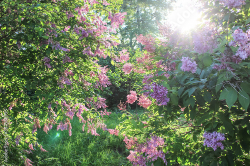 Valokuva Sunset in the span of lilac bushes in a botanical garden