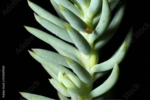 Reflexed Stonecrop (Sedum rupestre). Leaves Closeup photo