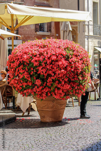 Włochy- Werona. Gigantyczny wazon z pięknymi kwiatami. Koralowo- malinowy kolor.
