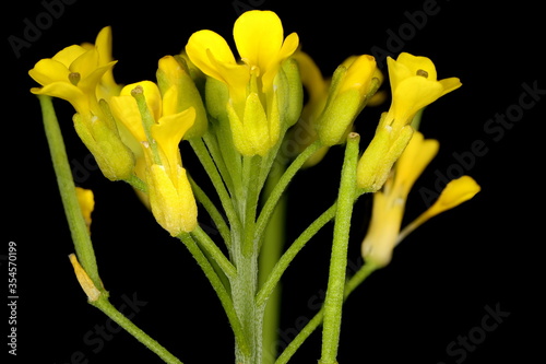 Treacle-Mustard  Erysimum cheiranthoides . Inflorescence Detail Closeup