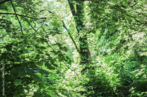 A ray of sunlight breaks through the leaves of tall trees. Deep green. Untouched nature. Sunset sun. Glare of light on round foliage.