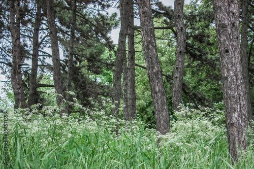 Trunks of old trees in a dense forest. Tall grass made of small white flowered flowers. Guest overgrowth. Vividly green paint. Nature in its beauty. Quiet place.