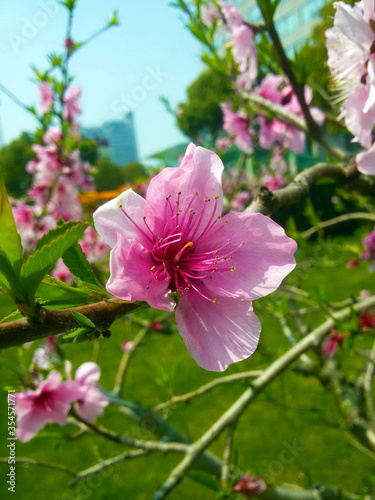 Pink peach flower with stamen blossom in the garden in April Sun and green background