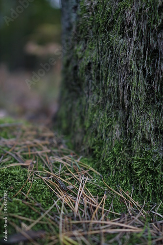 European forest close up in autumn