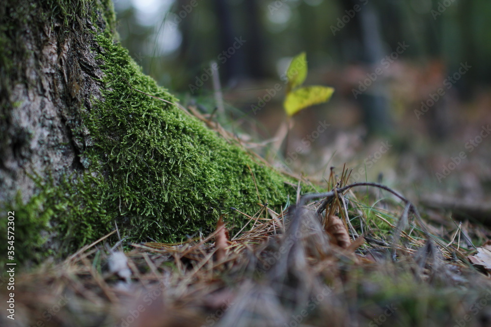 European forest close up in autumn European forest close up in autumn