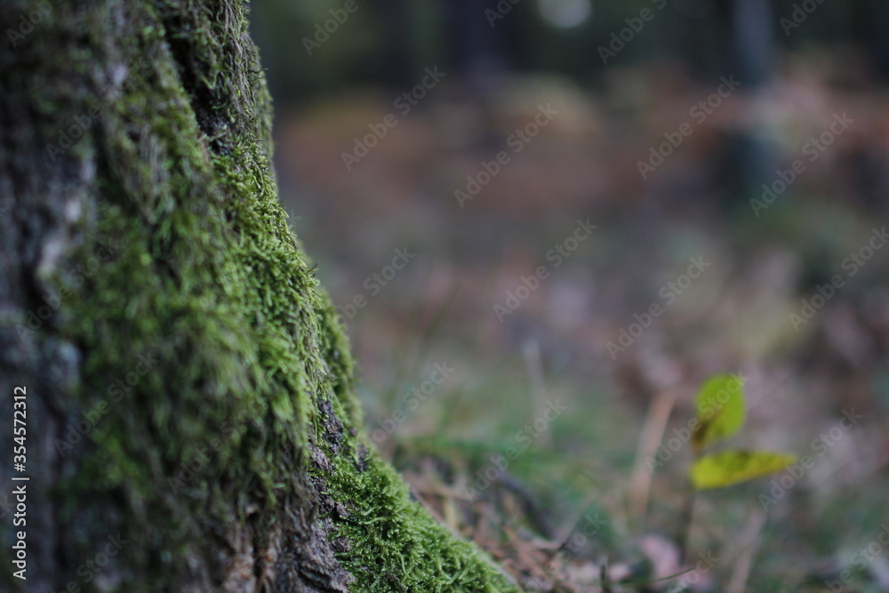 European forest close up in autumn European forest close up in autumn