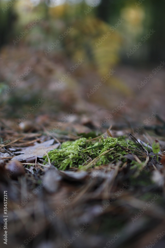 European forest close up in autumn